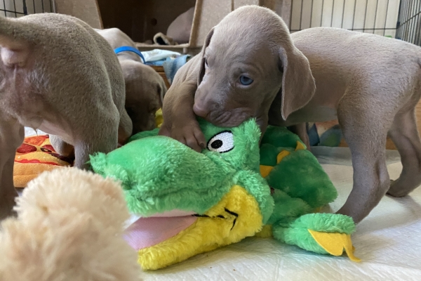 www.barrettweimaraners.com_Baja-Brandy_2021-06-10_Day-31_06