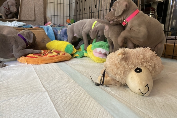 www.barrettweimaraners.com_Baja-Brandy_2021-06-10_Day-31_07