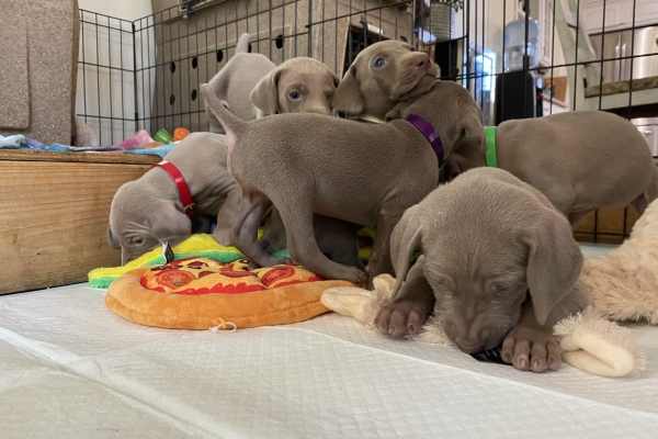 www.barrettweimaraners.com_Baja-Brandy_2021-06-10_Day-31_08