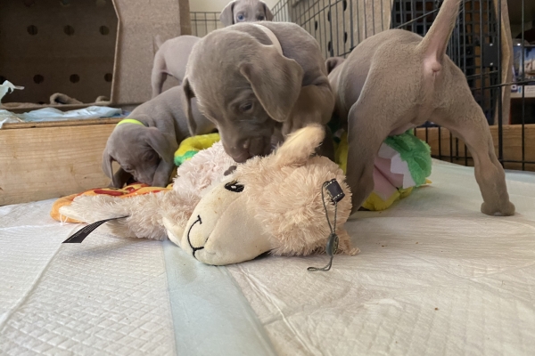 www.barrettweimaraners.com_Baja-Brandy_2021-06-10_Day-31_09