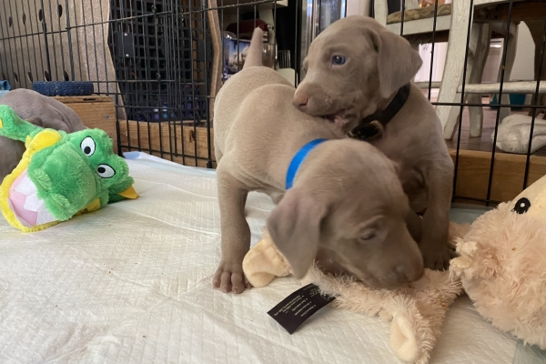 www.barrettweimaraners.com_Baja-Brandy_2021-06-10_Day-31_10
