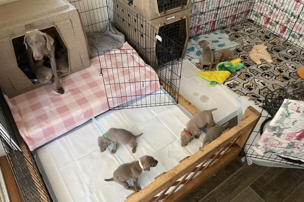 www.barrettweimaraners.com_Baja-Brandy_2021-06-11_Day-32_01