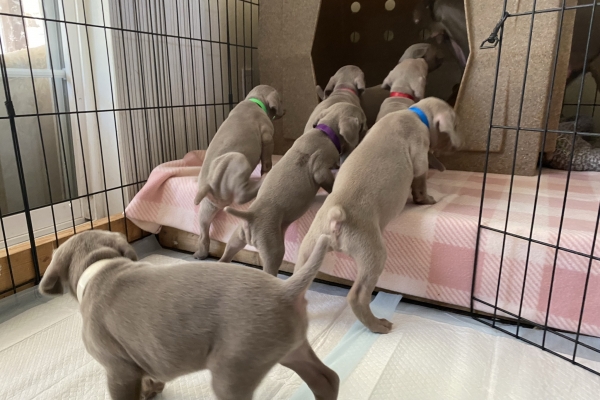 www.barrettweimaraners.com_Baja-Brandy_2021-06-11_Day-32_03