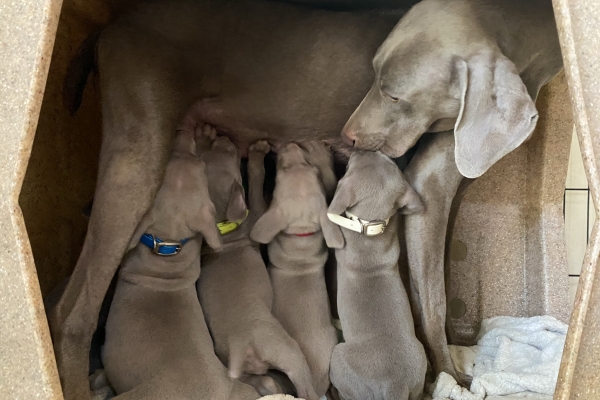 www.barrettweimaraners.com_Baja-Brandy_2021-06-11_Day-32_04