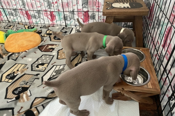www.barrettweimaraners.com_Baja-Brandy_2021-06-11_Day-32_05