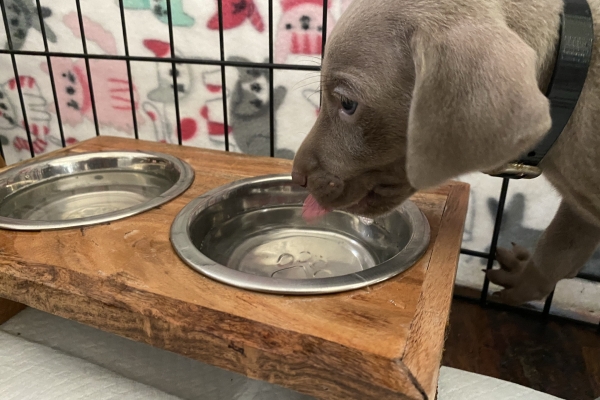 www.barrettweimaraners.com_Baja-Brandy_2021-06-11_Day-32_06