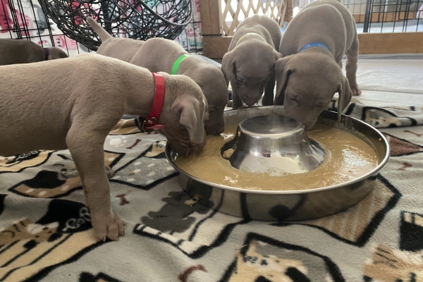 www.barrettweimaraners.com_Baja-Brandy_2021-06-11_Day-32_07