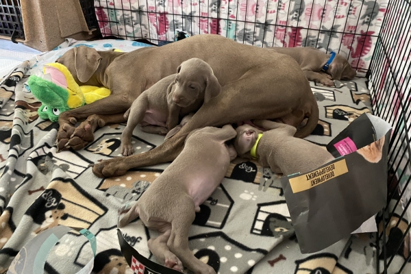 www.barrettweimaraners.com_Baja-Brandy_2021-06-11_Day-32_09