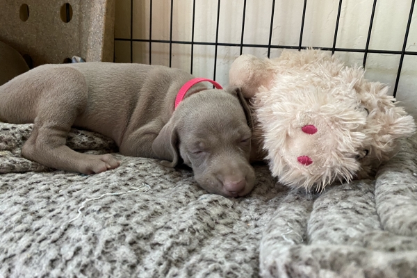 www.barrettweimaraners.com_Baja-Brandy_2021-06-11_Day-32_10