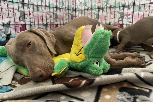 www.barrettweimaraners.com_Baja-Brandy_2021-06-11_Day-32_11