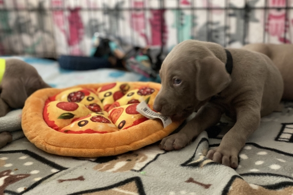 www.barrettweimaraners.com_Baja-Brandy_2021-06-11_Day-32_12