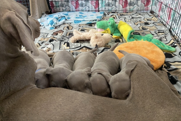 www.barrettweimaraners.com_Baja-Brandy_2021-06-11_Day-32_13