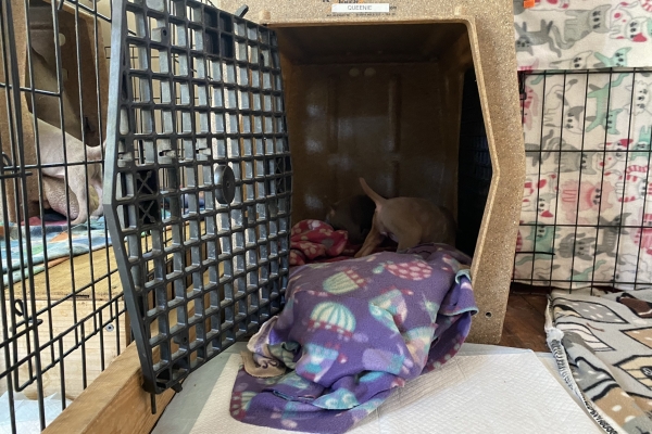 www.barrettweimaraners.com_Baja-Brandy_2021-06-11_Day-32_14