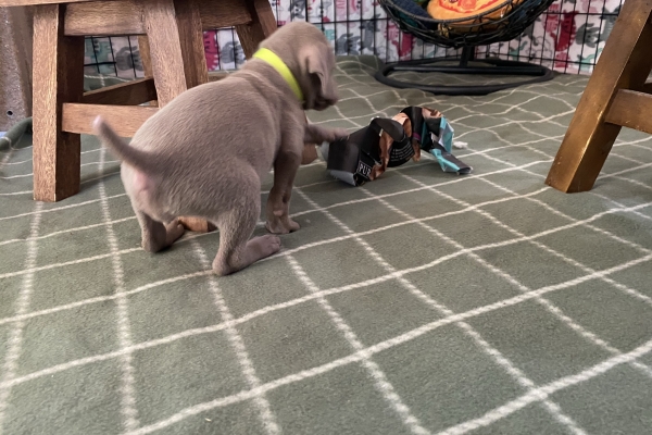 www.barrettweimaraners.com_Baja-Brandy_2021-06-12_Day-33_04