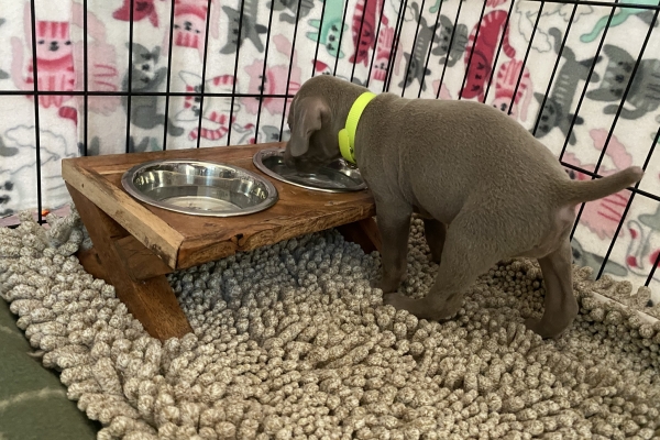 www.barrettweimaraners.com_Baja-Brandy_2021-06-12_Day-33_05