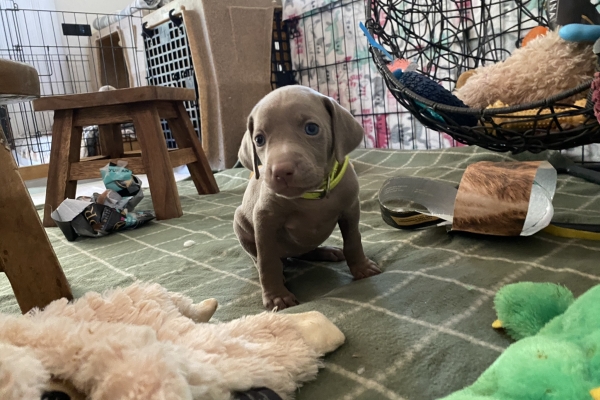 www.barrettweimaraners.com_Baja-Brandy_2021-06-12_Day-33_06