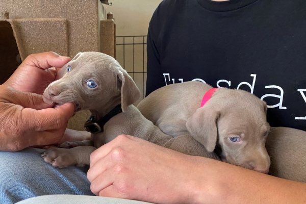 www.barrettweimaraners.com_Baja-Brandy_2021-06-12_Day-33_10