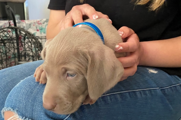 www.barrettweimaraners.com_Baja-Brandy_2021-06-12_Day-33_11