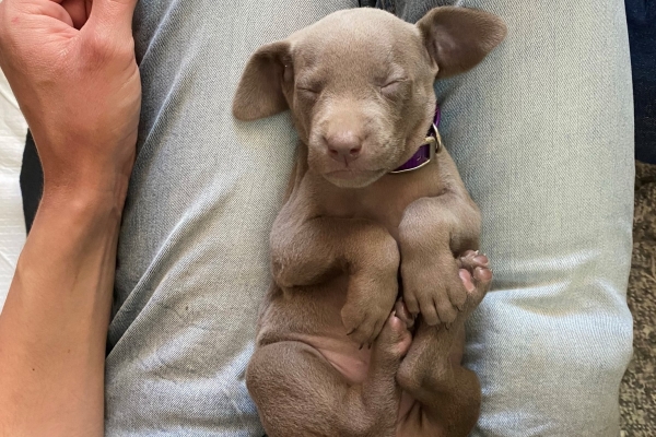 www.barrettweimaraners.com_Baja-Brandy_2021-06-12_Day-33_17
