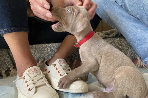 www.barrettweimaraners.com_Baja-Brandy_2021-06-12_Day-33_18