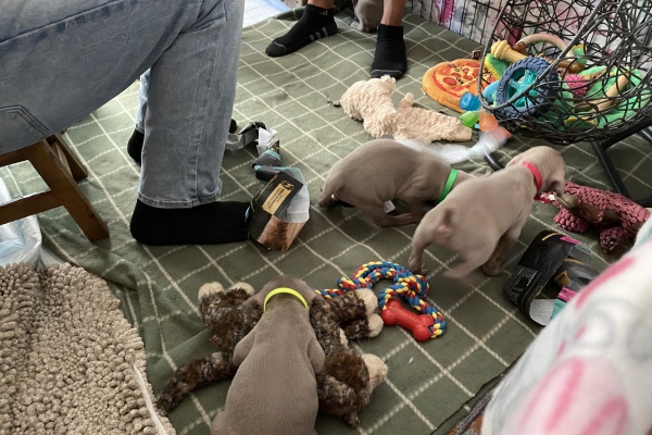 www.barrettweimaraners.com_Baja-Brandy_2021-06-12_Day-33_20