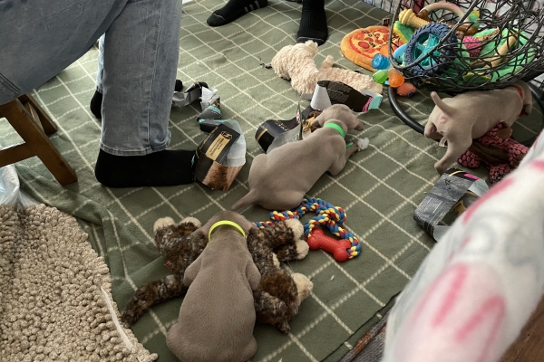 www.barrettweimaraners.com_Baja-Brandy_2021-06-12_Day-33_21