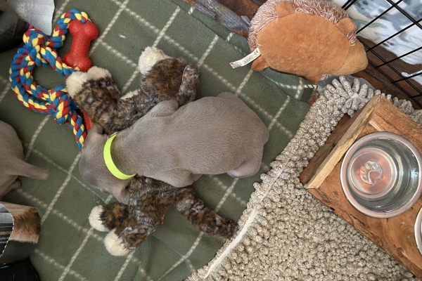 www.barrettweimaraners.com_Baja-Brandy_2021-06-12_Day-33_23