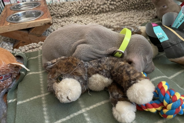 www.barrettweimaraners.com_Baja-Brandy_2021-06-12_Day-33_24
