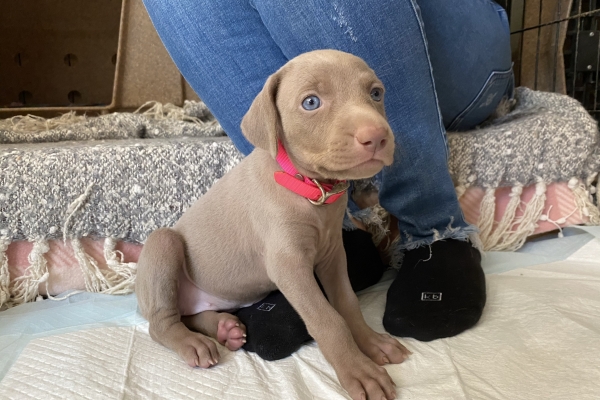 www.barrettweimaraners.com_Baja-Brandy_2021-06-12_Day-33_25