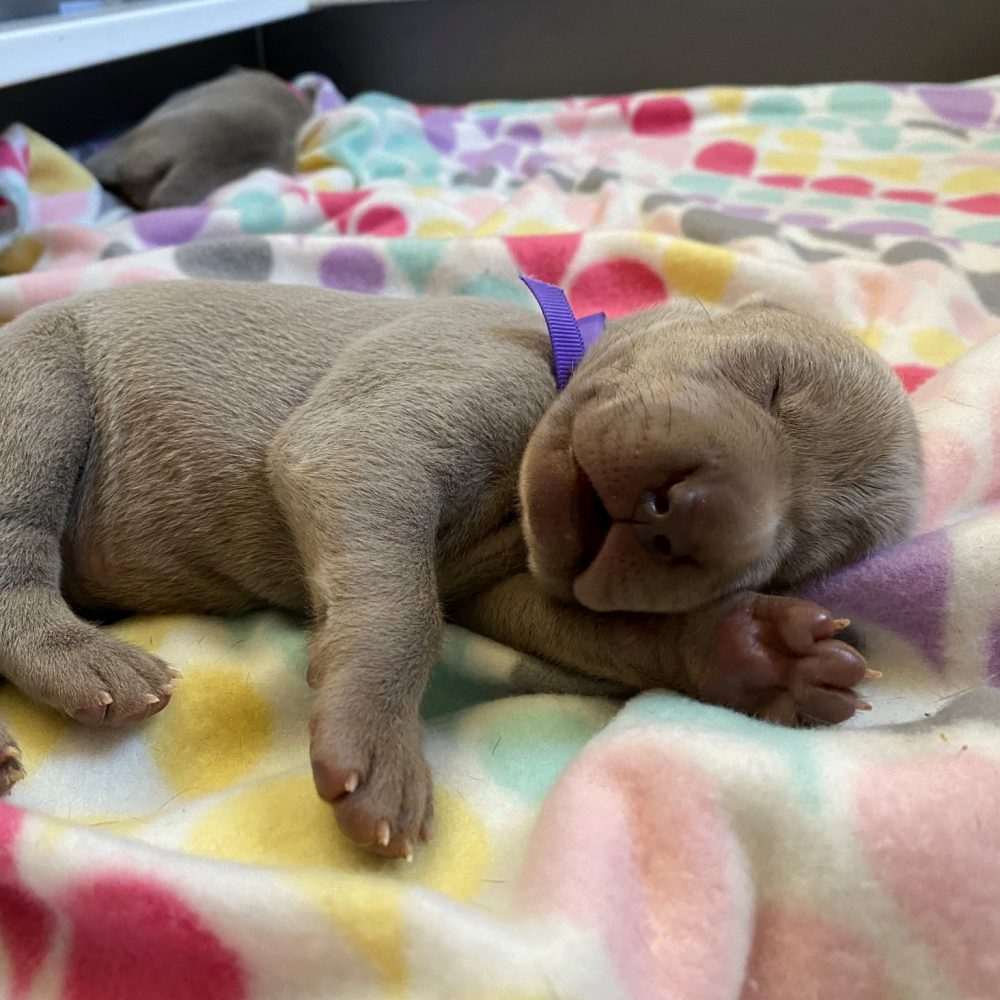 www.barrettweimaraners.com_Skeeter-Tennessee_2021-06-26_Day_14_06