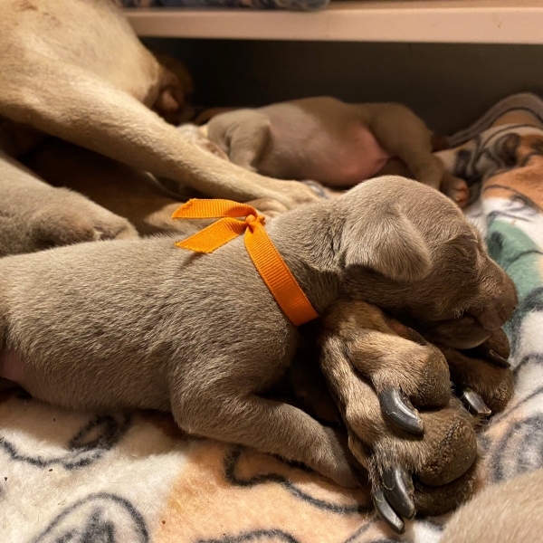 www.barrettweimaraners.com_Pax-Luna_2021-09-08_Day_11_02
