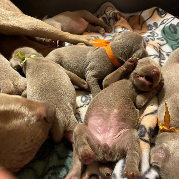 www.barrettweimaraners.com_Pax-Luna_2021-09-08_Day_11_03