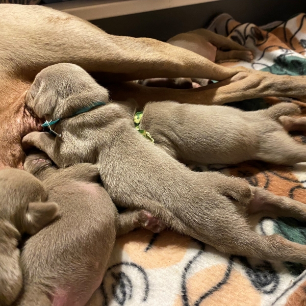 www.barrettweimaraners.com_Pax-Luna_2021-09-08_Day_11_04