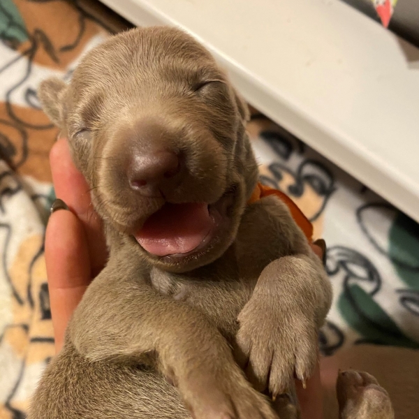 www.barrettweimaraners.com_Pax-Luna_2021-09-08_Day_11_05