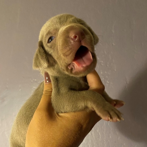 www.barrettweimaraners.com_Pax-Luna_2021-09-14_Day_17_02