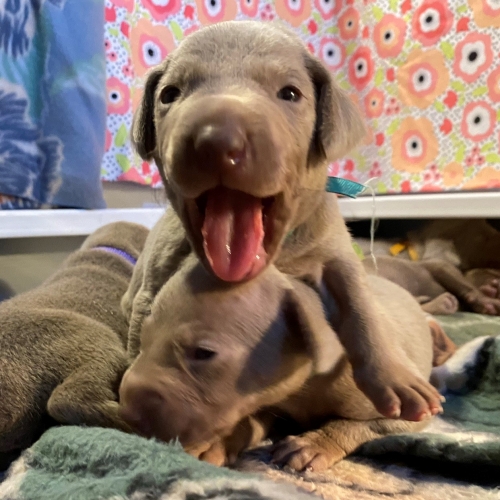 www.barrettweimaraners.com_Pax-Luna_2021-09-14_Day_17_03