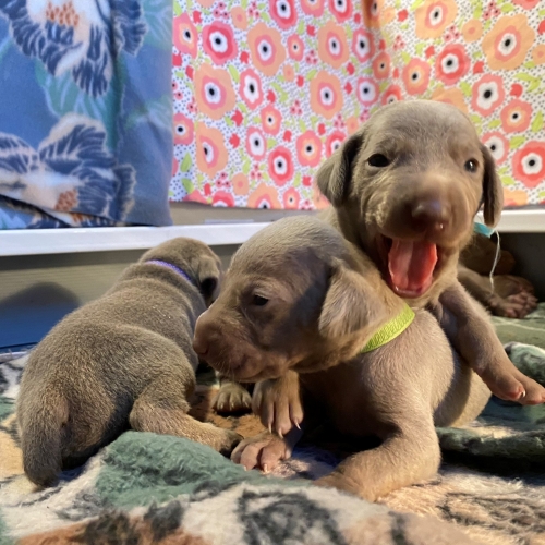 www.barrettweimaraners.com_Pax-Luna_2021-09-14_Day_17_04