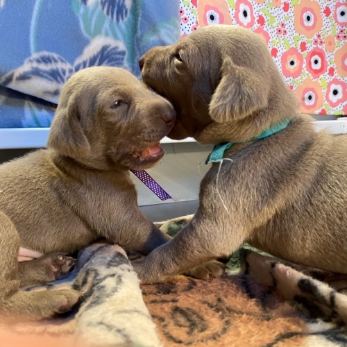 www.barrettweimaraners.com_Pax-Luna_2021-09-14_Day_17_05