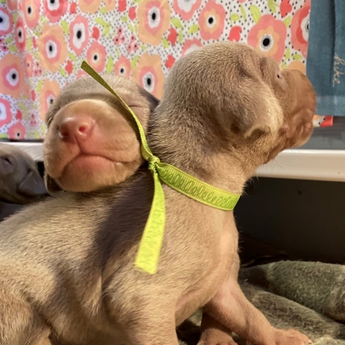 www.barrettweimaraners.com_Pax-Luna_2021-09-14_Day_17_06