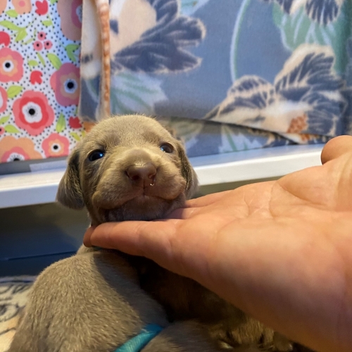 www.barrettweimaraners.com_Pax-Luna_2021-09-14_Day_17_07