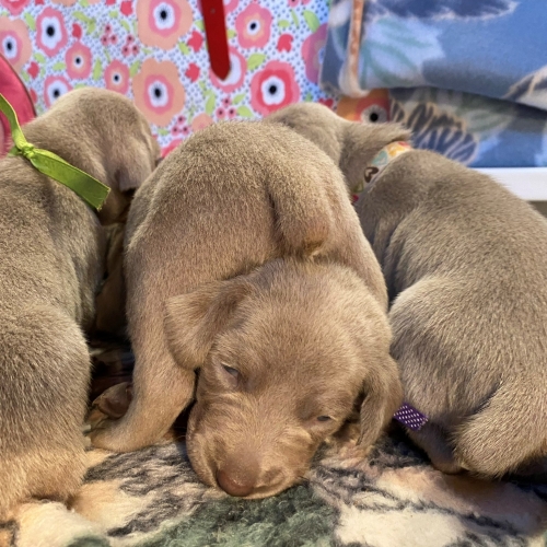 www.barrettweimaraners.com_Pax-Luna_2021-09-14_Day_17_08