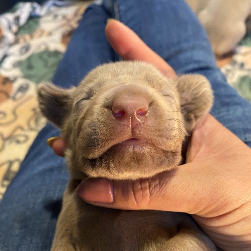 www.barrettweimaraners.com_Pax-Luna_2021-09-14_Day_17_09