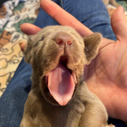 www.barrettweimaraners.com_Pax-Luna_2021-09-14_Day_17_10