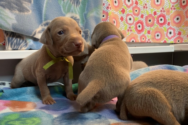 www.barrettweimaraners.com_Pax-Luna_2021-09-17_Day_20_01