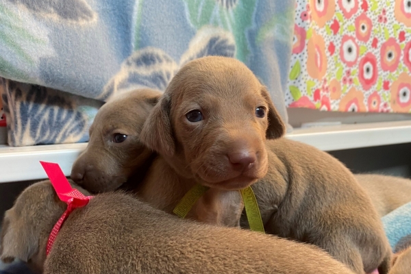 www.barrettweimaraners.com_Pax-Luna_2021-09-17_Day_20_02