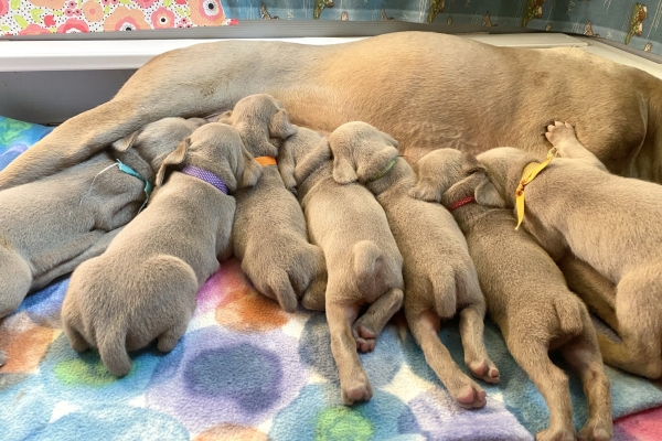 www.barrettweimaraners.com_Pax-Luna_2021-09-17_Day_20_03