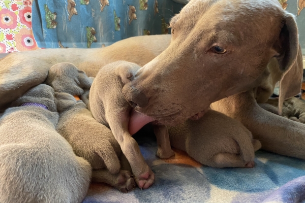 www.barrettweimaraners.com_Pax-Luna_2021-09-17_Day_20_05