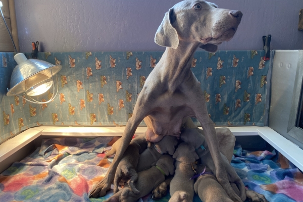 www.barrettweimaraners.com_Pax-Luna_2021-09-17_Day_20_06