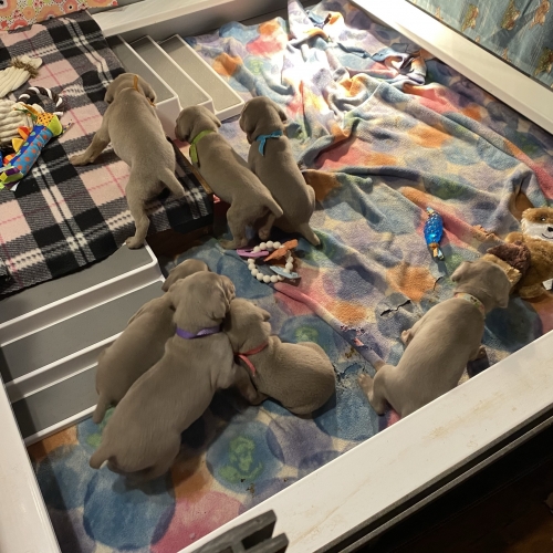 www.barrettweimaraners.com_Pax-Luna_2021-09-20_Day_23_02