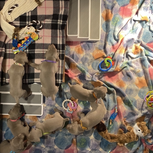 www.barrettweimaraners.com_Pax-Luna_2021-09-20_Day_23_03